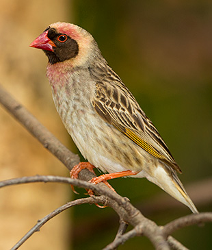 Red-billed Quelea male